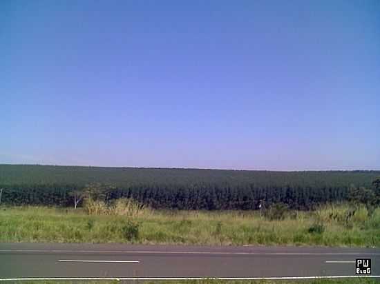 CAMPOS NA RONDON-FOTO:PABLOWEST - PENPOLIS - SP