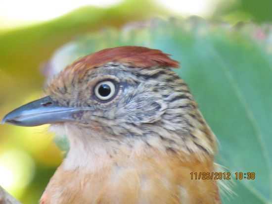 FAUNA DE PIACATU, POR LUIZ CELSO VENDRAME - PIACATU - SP