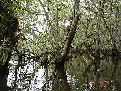 MANGUE, POR ADRIANA MEGA - PICINGUABA - SP