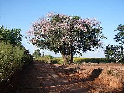 PAINEIRA-FOTO:RFALOPPA  - PIRANGI - SP
