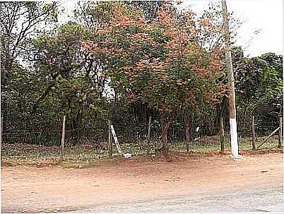 RESERVA FLORESTAL-FOTO:LUZIACRUZFRATA  - PIRAPITINGUI - SP