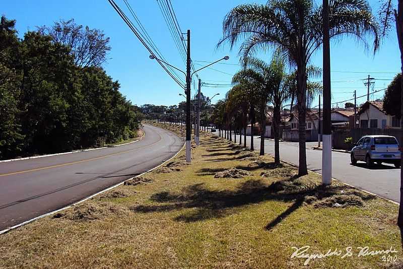 PIRASSUNUNGA-SP-COQUEIROS NA RUA GERMANO DIX-FOTO:REGINALDO RESENDE - PIRASSUNUNGA - SP