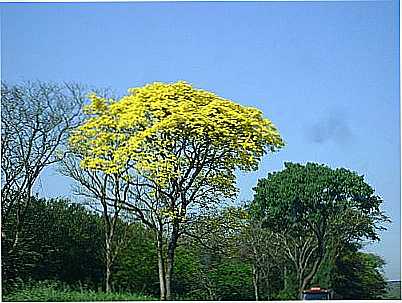 IMAGEM-FOTO:VALDECIR COSTA DA SI  - PLANALTO - SP