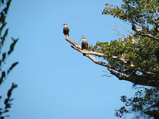 FAUNA DA CIDADE DE PONTAL-FOTO:ISA LANZIANI - PONTAL - SP