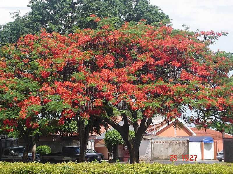 PRIMAVERA-SP-FLAMBOYANT NA PRAA NO CENTRO-FOTO:JMER - PRIMAVERA - SP