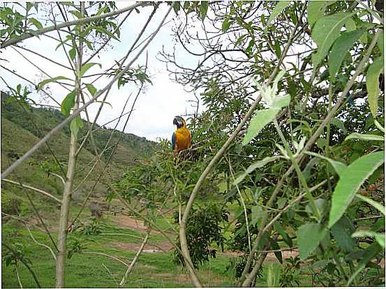 ARARA AZUL EM REDENO , POR JOS CARLOS - REDENO DA SERRA - SP