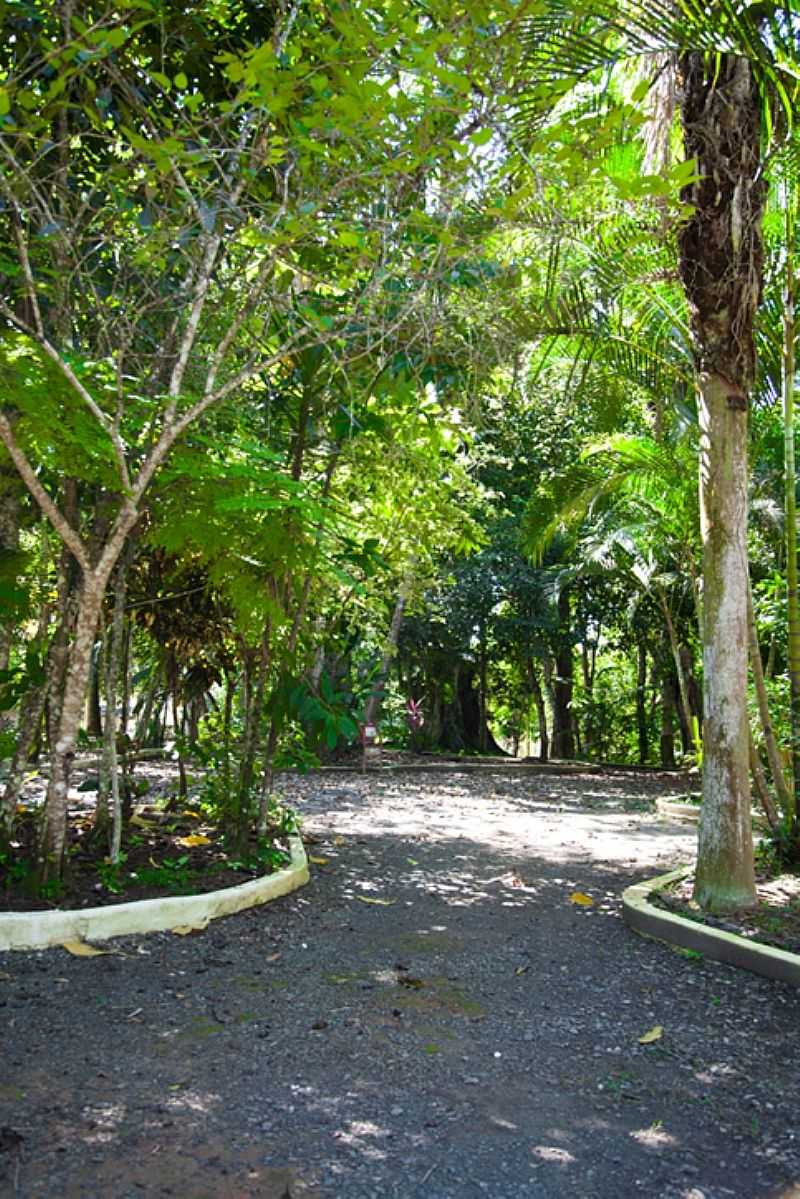 BOSQUE MUNICIPAL  - REGISTRO - SP