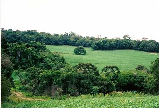 LAVOURA ZONA RURAL-FOTO:NAGIB AKIM - RIBEIRO BRANCO - SP