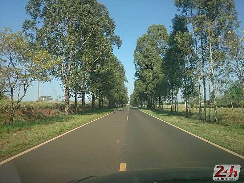 RIBEIRO DOS SANTOS-SP-ESTRADA ARBORIZADA-FOTO:OLIMPIA24HORAS.COM  - RIBEIRO DOS SANTOS - SP