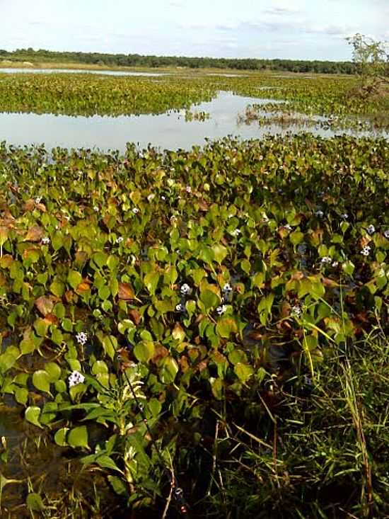 LAGOAS DO RIO MOGI GUAU EM RINCO-FOTO:CELSO ORTOLAN - RINCO - SP