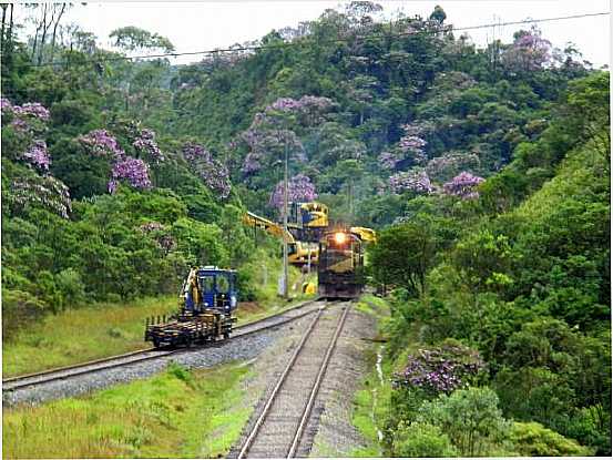 QUARESMEIRAS, POR SEVERO - RIO GRANDE DA SERRA - SP