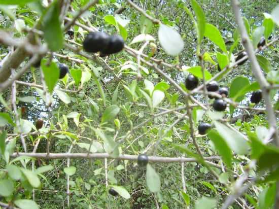 FRUTOS DA RVORE QYUXABEIRA QUE DEU O NOME  CIDADE, POR POR TELMA NOVAES E CUNHA - QUIXABEIRA - BA