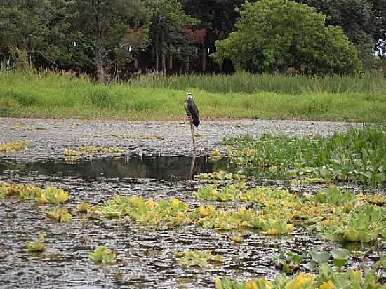 GAVIO PESCADOR NA REPRESA DE SALTO GRANDE-SP-FOTO:J.ROBERTO B. LAMOSO  - SALTO GRANDE - SP