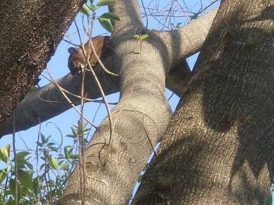 ONA APARECE EM SALTO GRANDE-SP-FOTO:WHELIGHTON - SALTO GRANDE - SP