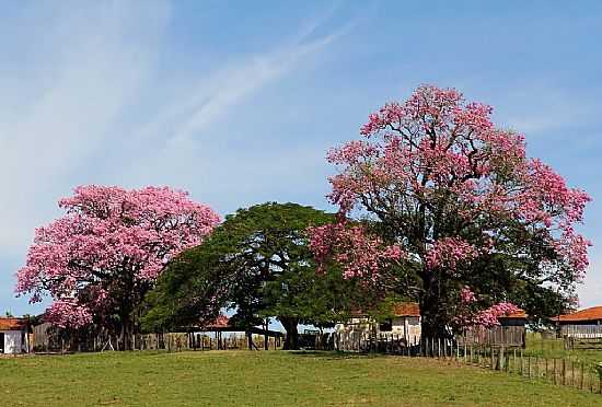 SANTA ADLIA-SP-PAINEIRAS FLORIDAS-FOTO:STUBRIC - SANTA ADLIA - SP