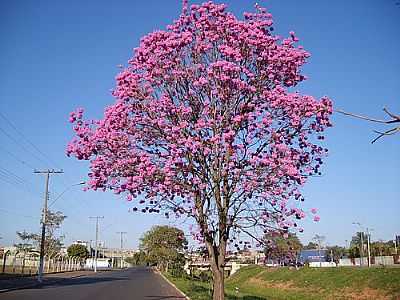 PARQUE DOS IPS-FOTO:JOO ANTONIO MARIANO  - SANTA BRBARA D'OESTE - SP