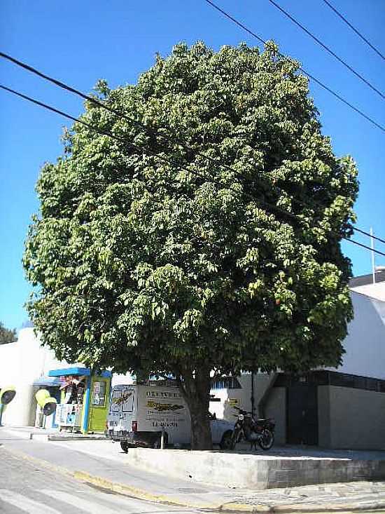 SANTA ISABEL-SP-CASTANHEIRA-FOTO:FABIOLAURINDO - SANTA ISABEL - SP