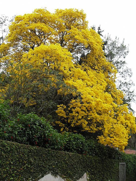 SANTA ISABEL-SP-IP AMARELO AO LADO DA CASA DA AGRICULTURA-FOTO:FABIOLAURINDO - SANTA ISABEL - SP