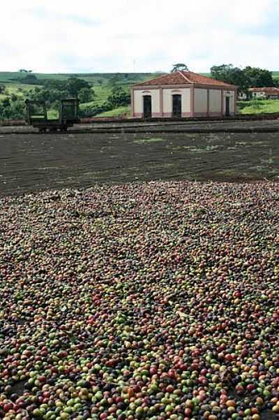 TERREIRO DE CAF-FOTO:PATYPECEGUINIVIANA  - SANTA LCIA - SP