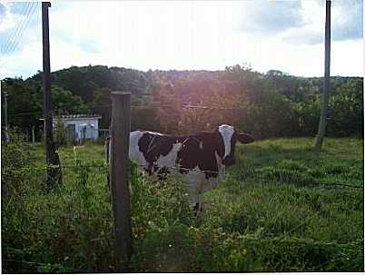 CAMPO, POR MARLI KEWITZ - SANTA MARIA DA SERRA - SP