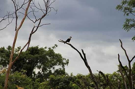 GAVIO NO DESERTO DO ALEMO EM SANTA RITA DO PASSA QUATRO-SP-FOTO:PATYPECEGUINIVIANA - SANTA RITA DO PASSA QUATRO - SP