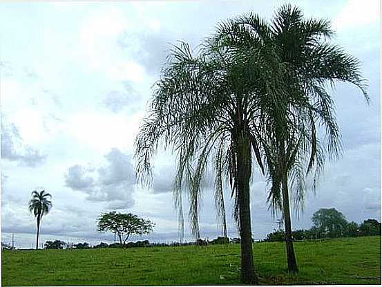 PAISAGEM-FOTO:LAUZYNHA89  - SANTANA DA PONTE PENSA - SP