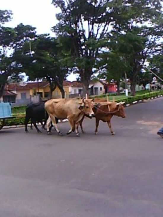 CAVALGADA ALEGRIA, POR LUIZ CARLOS DOS SANTOS - SANTO ANTNIO DA ALEGRIA - SP