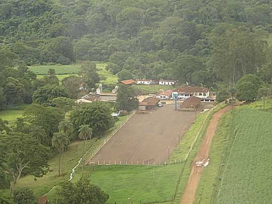 FAZENDA CALIFRNIA-FOTO:ANSELMO L. V.  - SO JOS DA BELA VISTA - SP