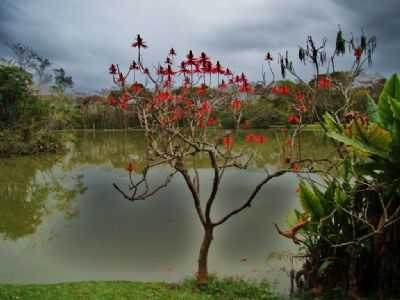 PARQUE DA CIDADE - SO JOS DOS CAMPOS SP, POR EDEMAR CARLOS HEBLING - SJCAMPOS SP - SO JOS DOS CAMPOS - SP