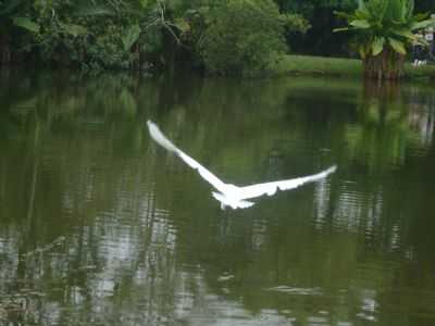 PARQUE DA CIDADE , POR MIRIAM - SO JOS DOS CAMPOS - SP