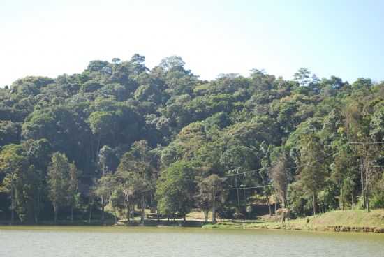 MATA ATLANTICA, POR PEDRO PEDROSO - SO LOURENO DA SERRA - SP