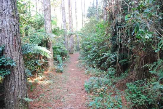 PASSEIOS ECOLGICOS, POR PEDRO PEDROSO - SO LOURENO DA SERRA - SP