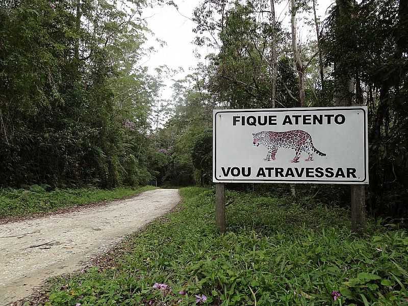 SO LUIS DO PARAITINGA-SP-PARQUE ESTADUAL DA SERRA DO MAR-NCLEO SANTA VIRGNIA-FOTO:DANIEL SOUZA LIMA - SO LUIZ DO PARAITINGA - SP