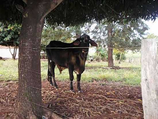 IMAGEM RURAL-FOTO:GIAN CORNACHINI  - SO MARTINHO D'OESTE - SP