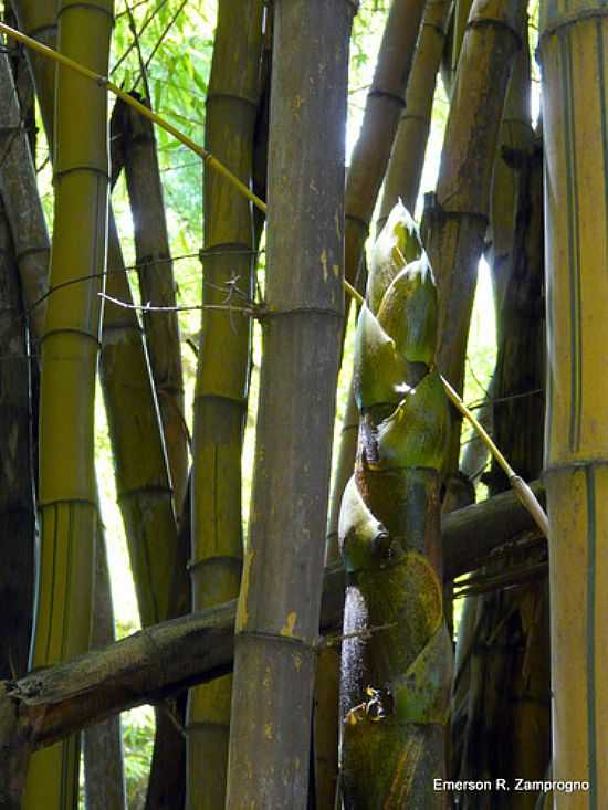 BROTO DE BAMBU NO PARQUE DO PIQUERI EM SO PAULO-SP-FOTO:EMERSON R. ZAMPROGNO - SO PAULO - SP