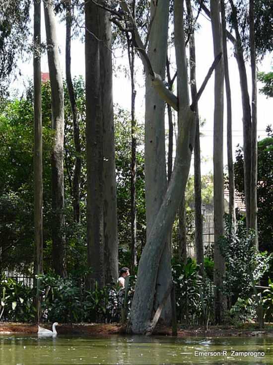 EUCALPITOS ABRAADOS NO PARQUE DO PIQUERI EM SO PAULO-SP-FOTO:EMERSON R. ZAMPROGNO - SO PAULO - SP