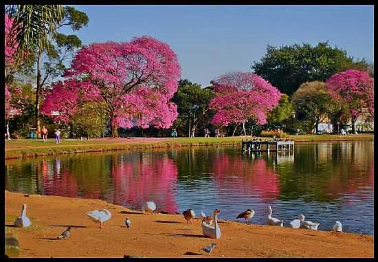 SO PAULO-SP-AVES NO LAGO DO PARQUE DO IBIRAPUERA-FOTO:ANTONIOJVIDAL - SO PAULO - SP