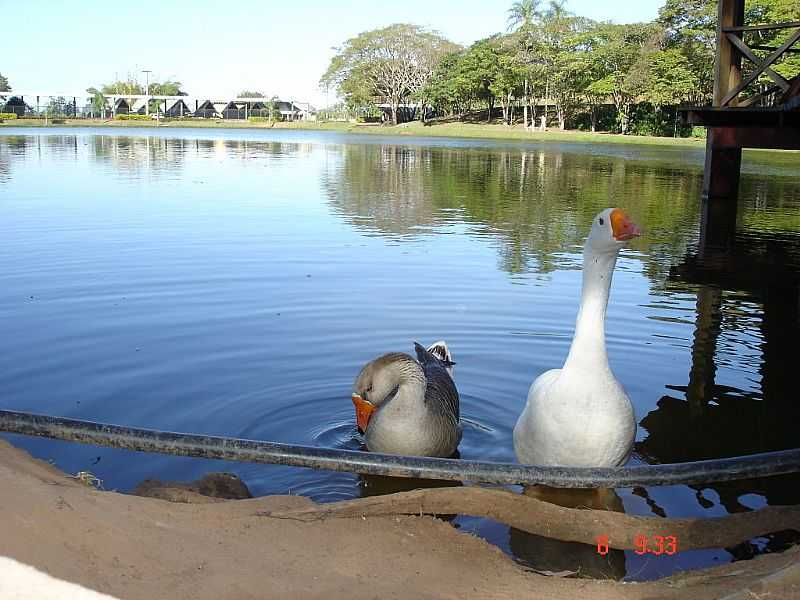 SO PEDRO-SP-LAGO DO PARQUE MARIA ANGLICA-FOTO:LWADA - SO PEDRO - SP