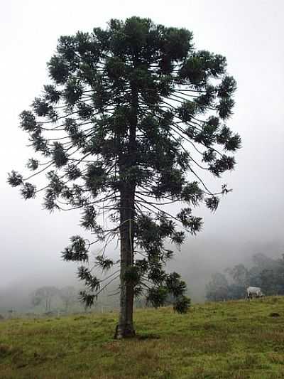 ARAUCARIA POR MARCIO ROVER - SO ROQUE DA FARTURA - SP