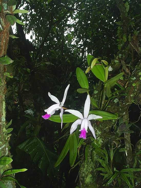 ORQUDEAS NATIVAS NO BOSQUE ATLNTICO EM SO SEBASTIO-SP-FOTO:BRUNO.ROCHA - SO SEBASTIO - SP