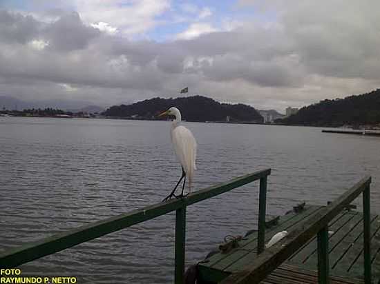GARA NO ANCORADOURO EM SO VICENTE-FOTO:RAYMUNDO P NETTO - SO VICENTE - SP