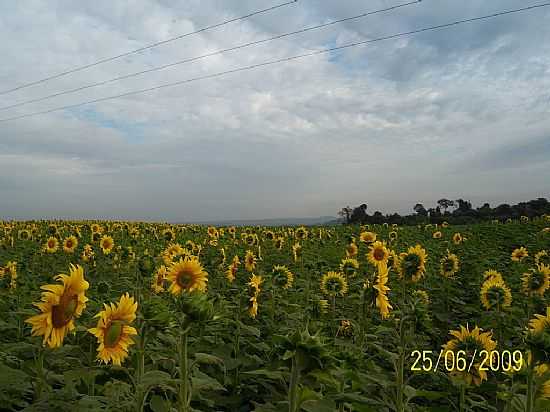 SERRANA-SP-PLANTAO DE GIRASSOL-FOTO:SEMEO. - SERRANA - SP