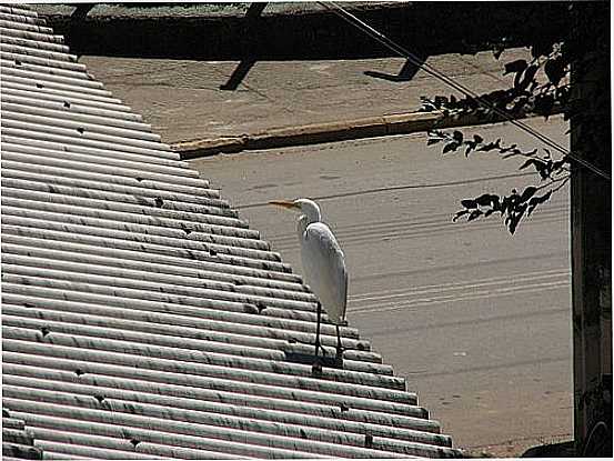 GARA NO TELHADO EM SILVEIRAS-SP-FOTO:MARCELO G.CAMPOS - SILVEIRAS - SP