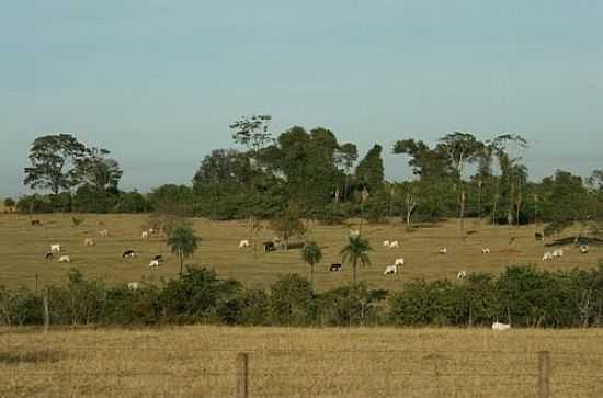 PASTAGEM-FOTO: ANDRETAKA - SIMONSEN - SP