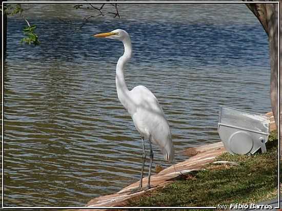 SOROCABA-SP-NO LAGO DA PREFEITURA-FOTO:FBIO BARROS - SOROCABA - SP