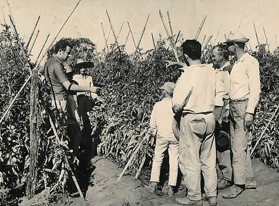 COLHEITA DE TOMATE NA DCADA DE 60 EM SUMAR-SP-FOTO:MARCOS TOMATE - SUMAR - SP