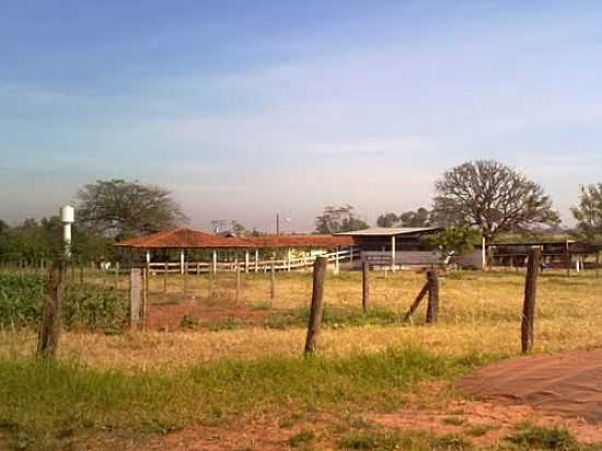 REA RURAL-FOTO:MATHEUS CAL  - TALHADO - SP