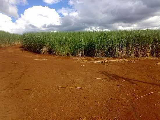 CANAVIAL-FOTO:FELIPPE WILLIAN  - TARUM - SP