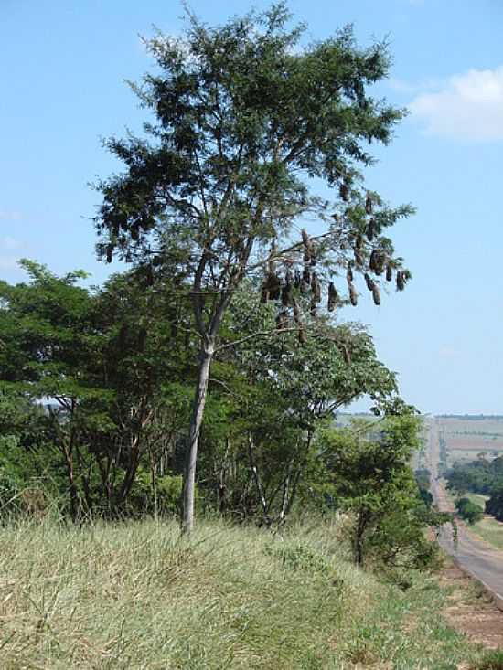 TEODORO SAMPAIO-SP-RVORE COM NINHOS NA RESERVA DA SERRA DO DIABO-FOTO:ISA LANZIANI - TEODORO SAMPAIO - SP