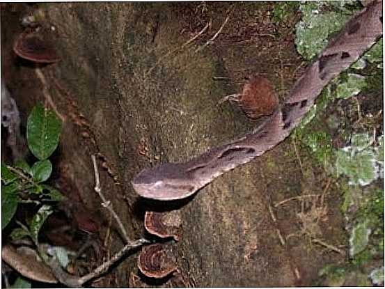 TEODORO SAMPAIO-SP-FAUNA E FLORA DO PARQUE ESTADUAL - TEODORO SAMPAIO - SP